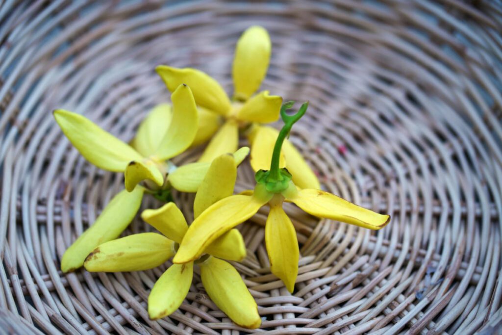 ylang-ylang